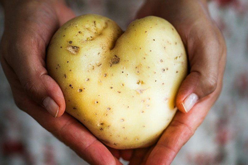 Картофель радует: 3 вкусных сорта для дачи — клубни будут сочнее яблок Картофель радует: 3 вкусных сорта для дачи — клубни будут сочнее яблок