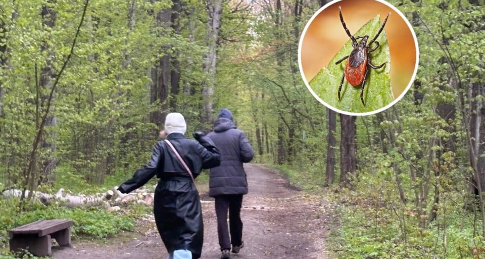 Магниты для кровососов: клещи атакуют именно таких людей - как не стать жертвой