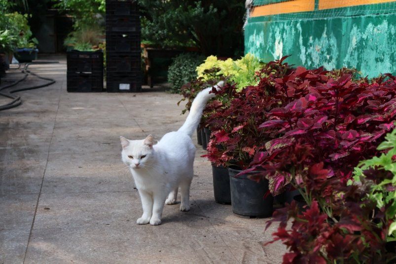 Чтобы коты не гадили на грядках: сетка от хвостатых и усатых – растения под надежной защитой