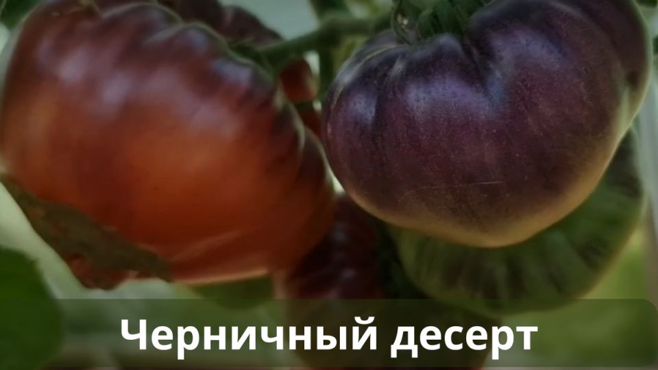   :      