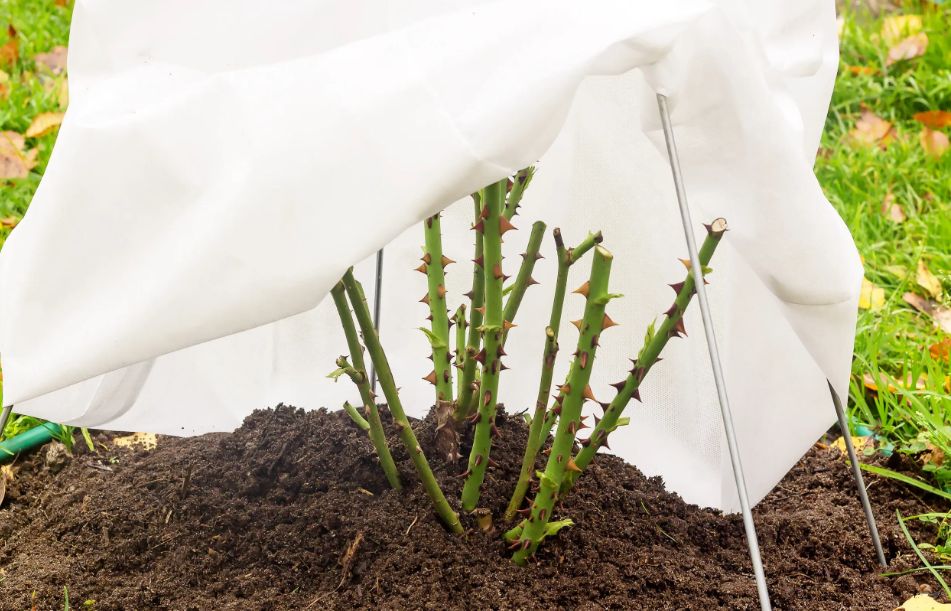 Как правильно укрыть розы на зиму: советы для дачников