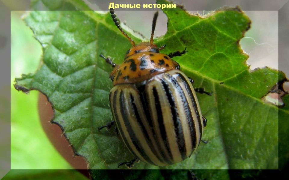 Эффективная борьба с колорадским жуком: натуральные подходы