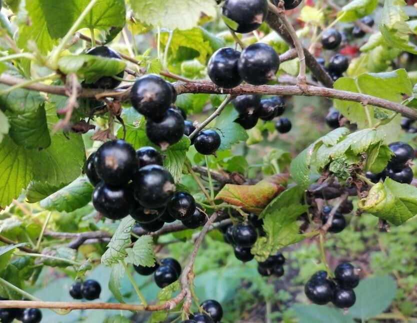 Защита смородины и крыжовника от вредителей: эффективные методы