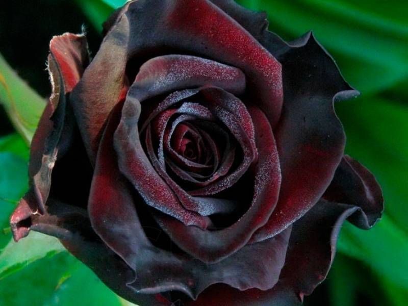 Магия черных цветов: превратите свой сад в загадочное пространство