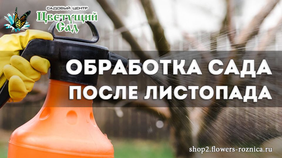 Заботимся о саде осенью: ключ к здоровому урожаю на весну