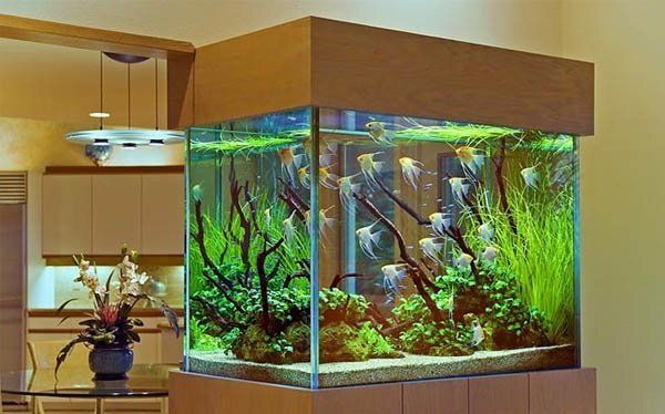 Аквариумные рыбки: идеальный выбор для юных любителей домашних животных