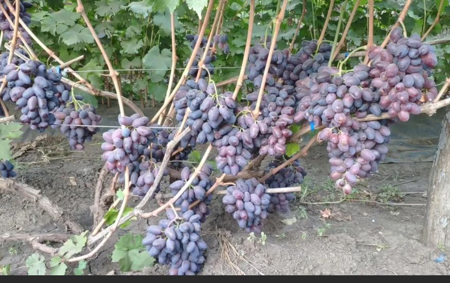 Как катаровка может спасти ваш виноград от зимних бед