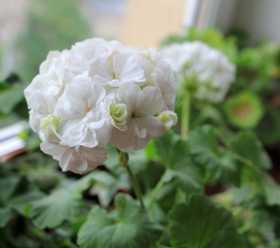 Герань: распространенные ошибки в уходе, которые омрачают красоту растения