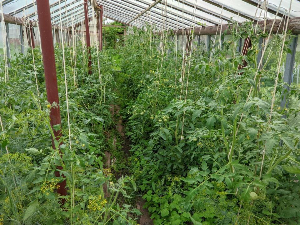 Как сохранить урожай помидоров и огурцов в условиях жары