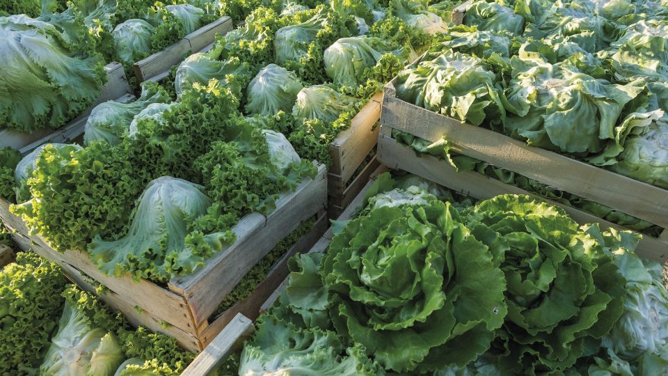 Из-за этой ошибки можно лишиться урожая капусты: что нельзя делать в сентябре