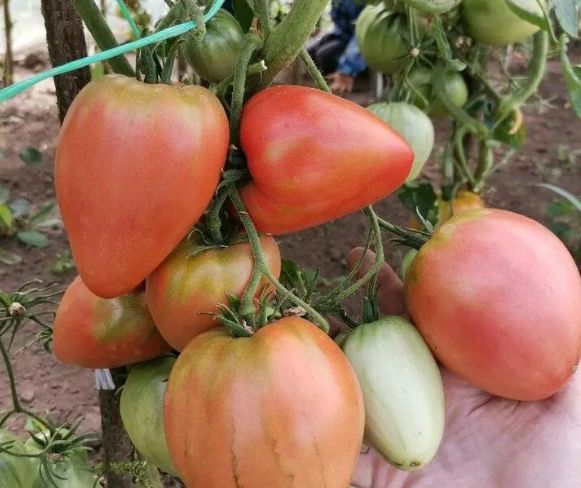 Секреты самых вкусных и мясистых сортов томатов: что выбрать для вашего огорода