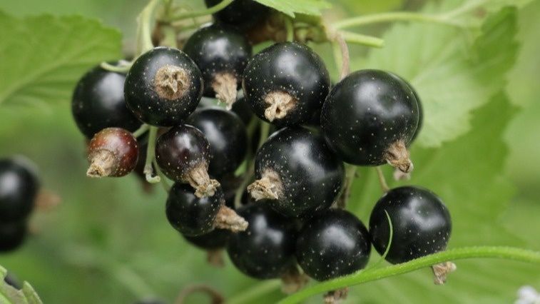 Старые кусты смородины: секреты щедрого урожая