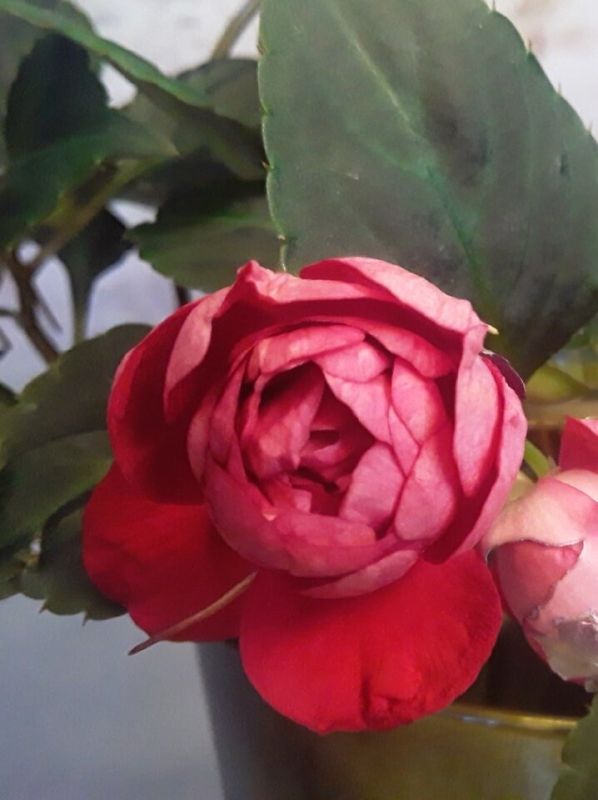 Бальзамин: стоит ли давать вторую жизнь капризному растению?