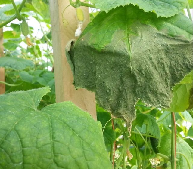 Как спасти огурцы: распространенные проблемы и их решения в 2025 году