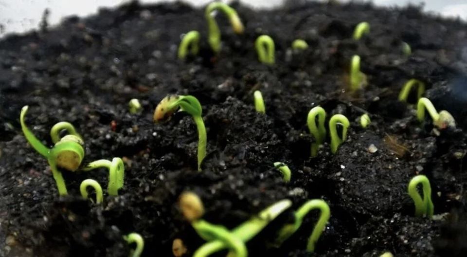 Секреты жизнеспособности семян: когда стоит прощаться с запасами на огороде