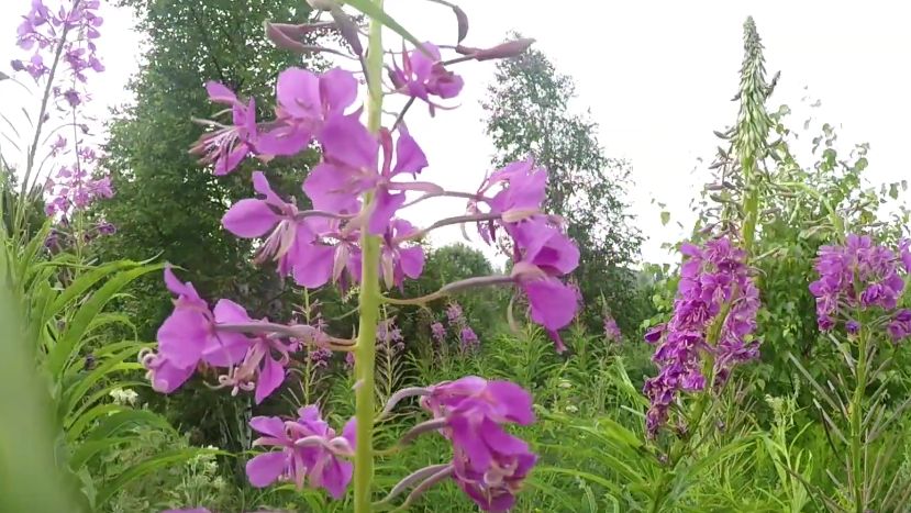 ��� ���������� ����-���: �������, ������� ������� ������� �������� ������� ����� �����������