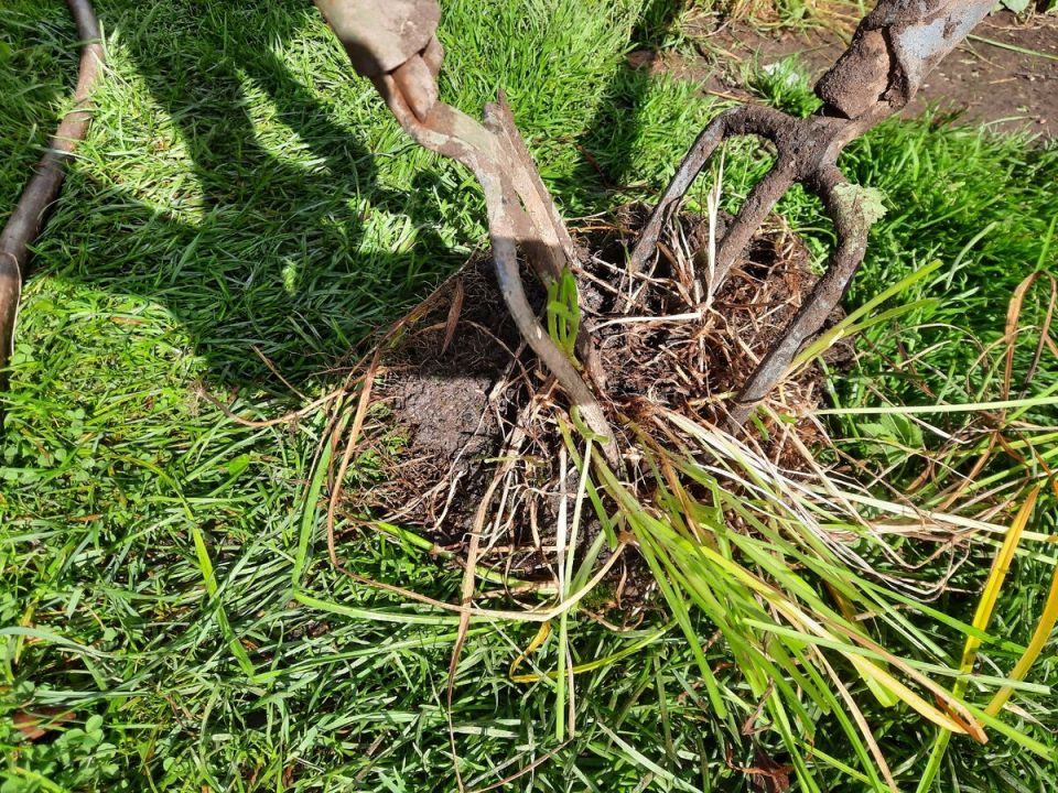 Как разделить запутанные корни многолетников: простые и эффективные методы