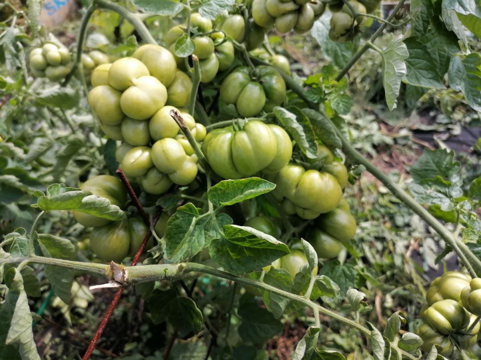 Рейстомат Чесночный: новый взгляд на популярные помидоры