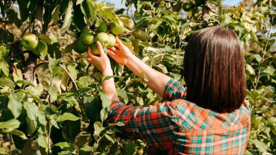 ������ ��� ��� �� ������ �������? ������� � ������� �������� � ��������