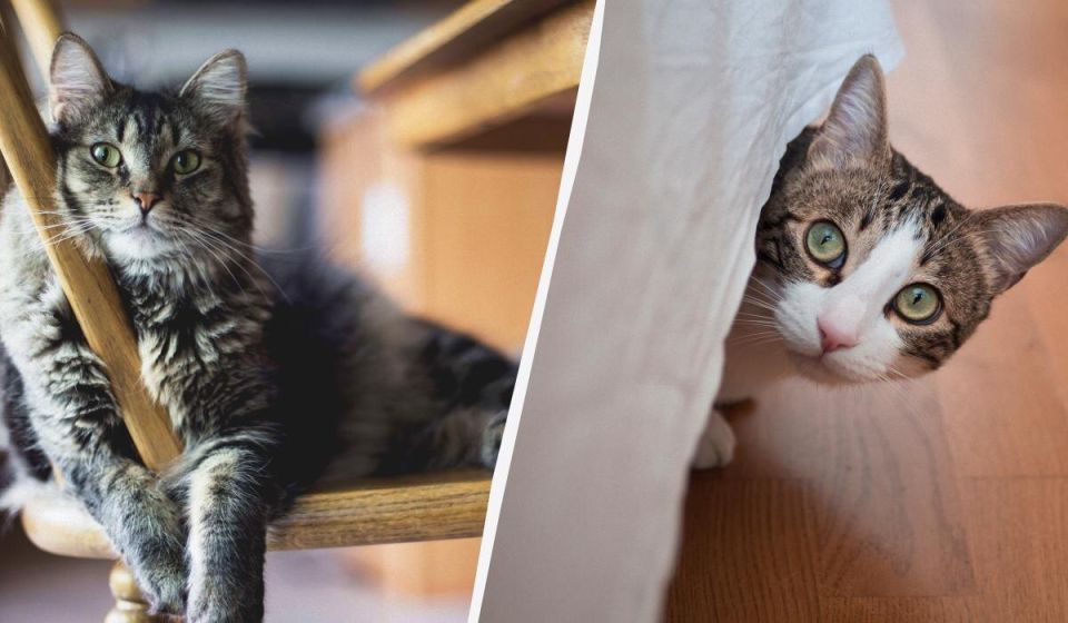 Как кошки справляются с одиночеством: что происходит, когда вас нет рядом