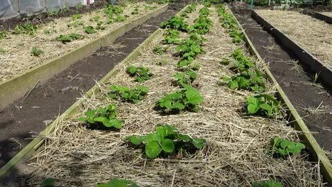 Как получить богатый урожай клубники: советы и секреты