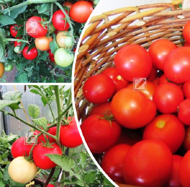 Как ускорить созревание томатов: хитрости для садоводов в августе