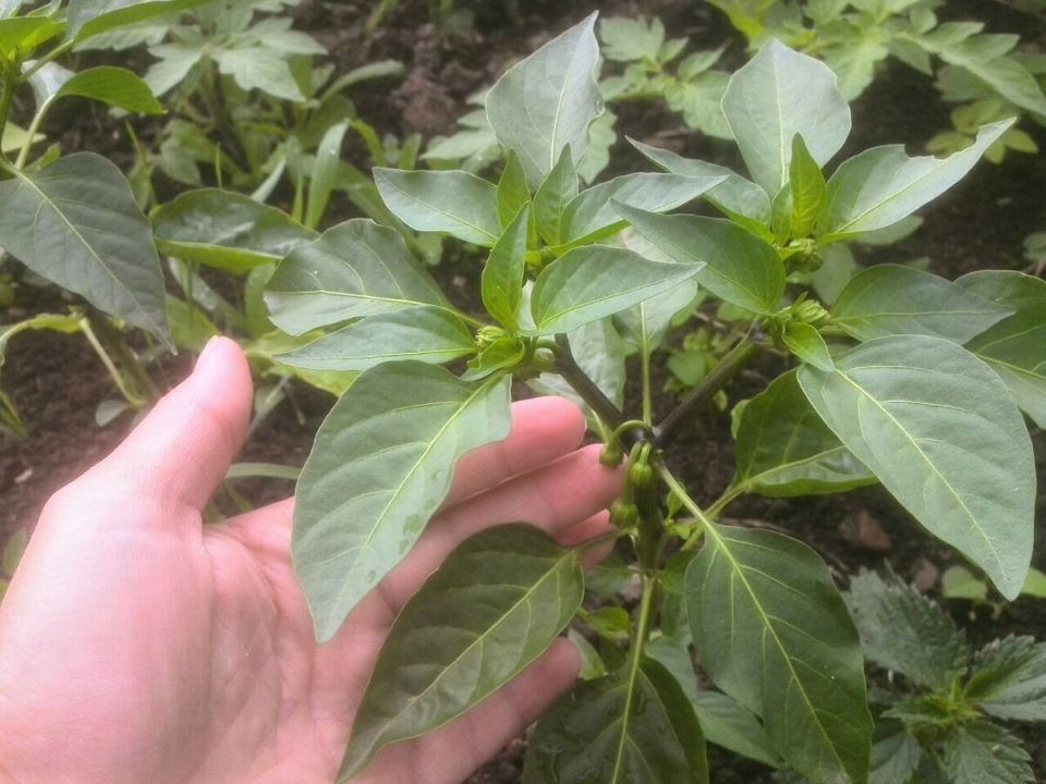 ��������� ���� � ������ ������� ������ �����