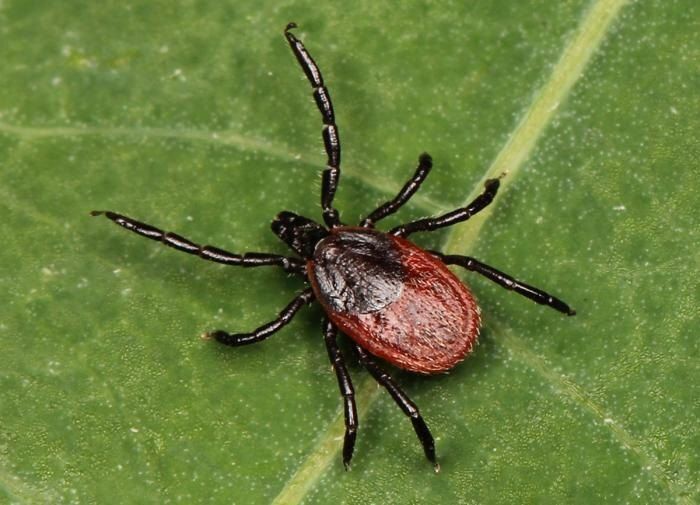 Как безопасно и эффективно избавиться от клеща на даче: 5 простых методов