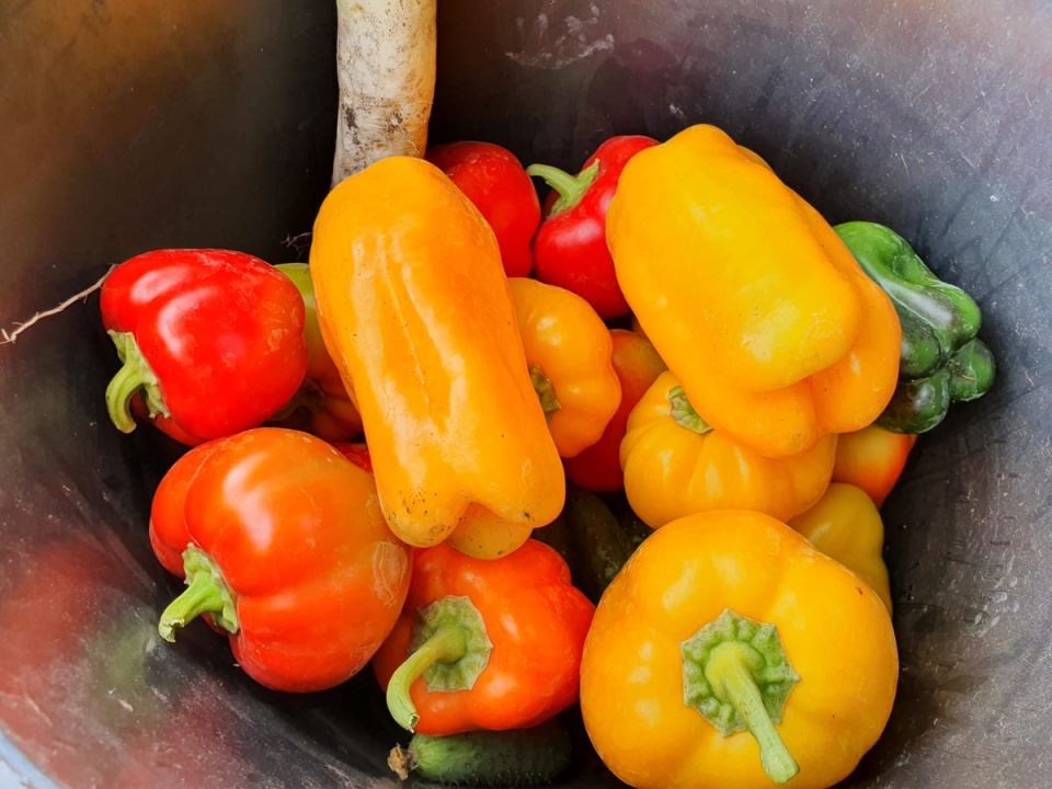 Секреты обильного урожая сладкого перца: простая хитрость, которая удивляет