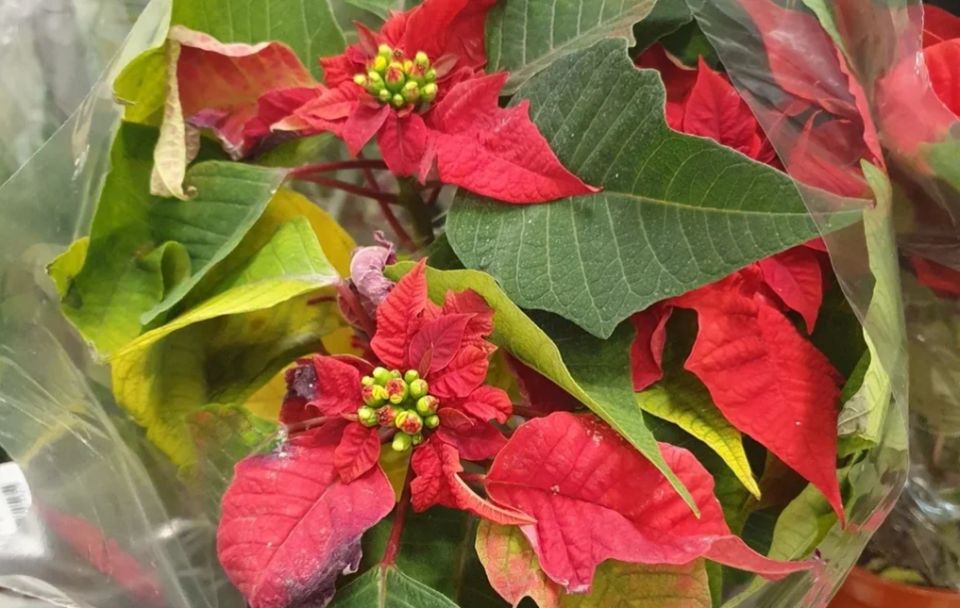 ������ ������ ������: ��������, ������� ����� ��������