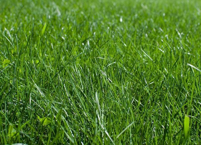 Секреты успешной битвы с сорняками: эффективные методы для дачников