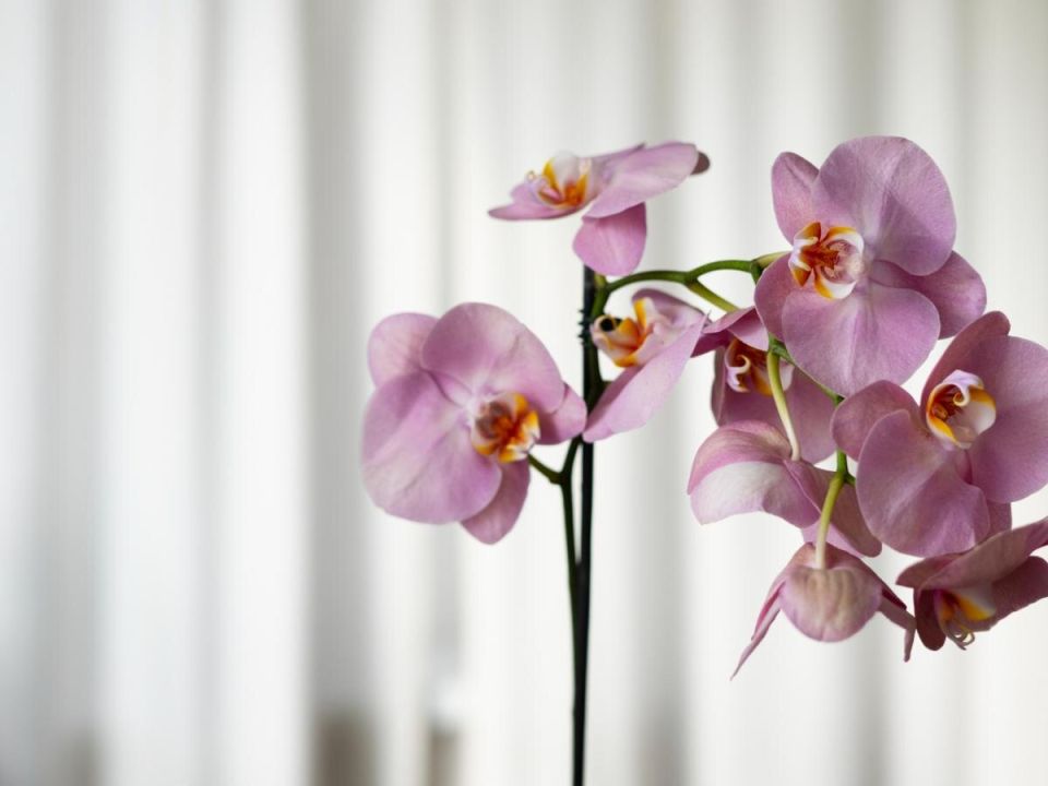 Почему орхидеи не цветут? Разбираемся в причинах и решениях