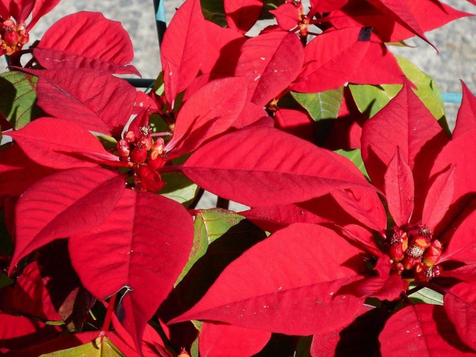 ��� �������� ���� �������� ��������� �� �����������: ������ � ������������