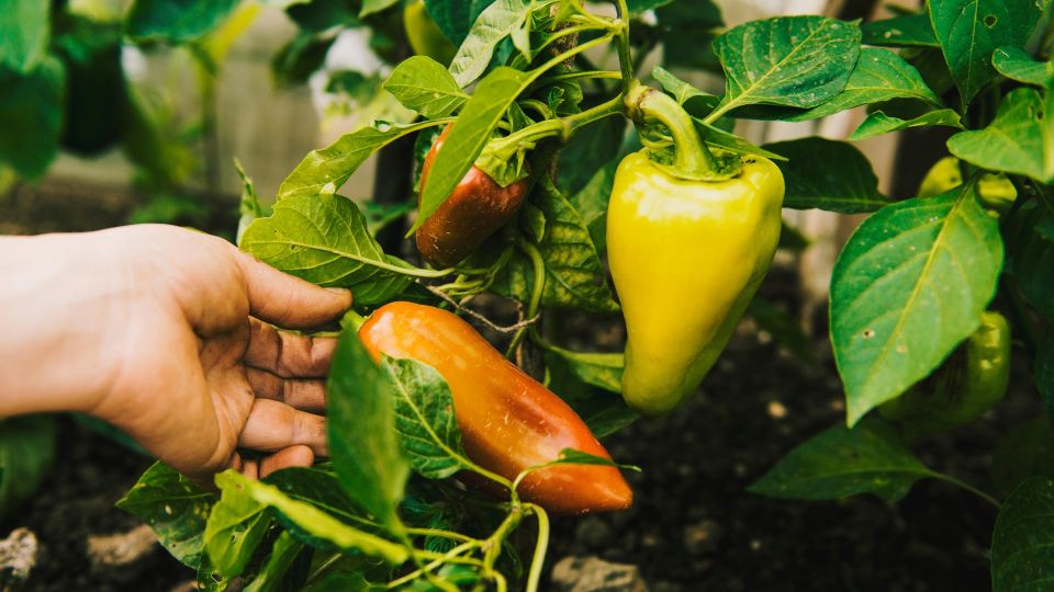 ������ � ������ ������ �� ����������: ����������� �� ������� ��� ���