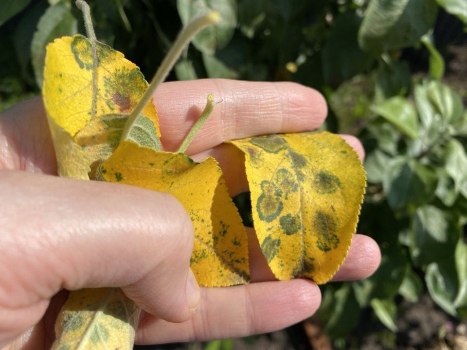 ������ ������ �� ��������: ������������ ������������