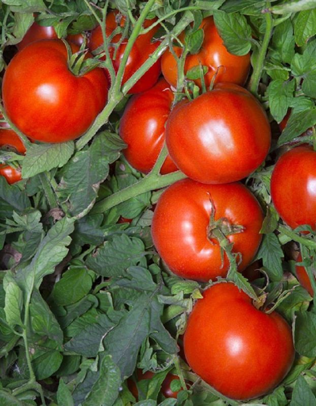 ������� ��������� ������������ ����� ���������: ����������� ������