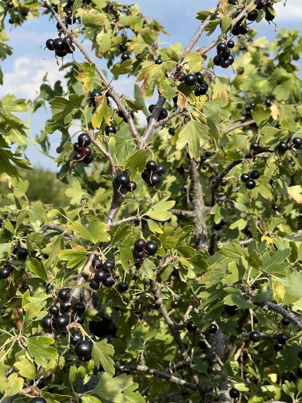 ������� �������: ��� ������� ������ ��������� � �����