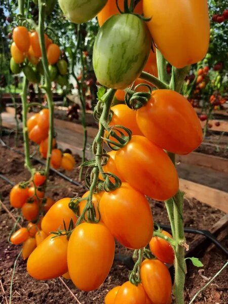 ����� ����� �����: ��������� ����� ��� ��������������� � �������