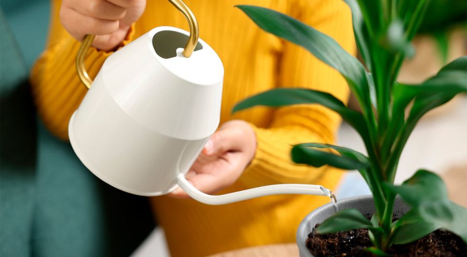 Растения, которые ждут вашего избыточного полива