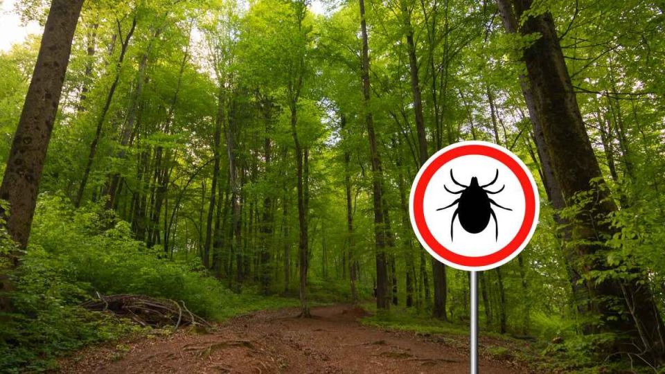 10 ароматов, которые отпугивают клещей: советы от опытного егеря