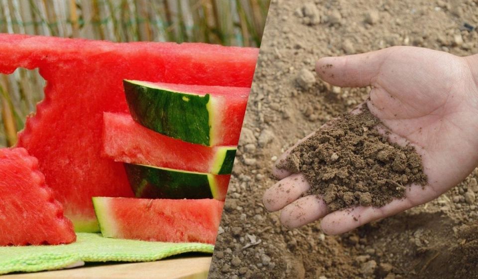 Использование арбузных корок: настоящая находка для вашего огорода