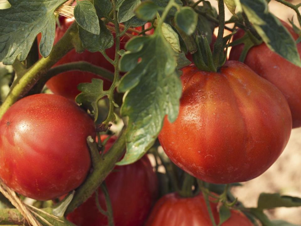 Как правильно сажать помидоры — практические советы для огородников