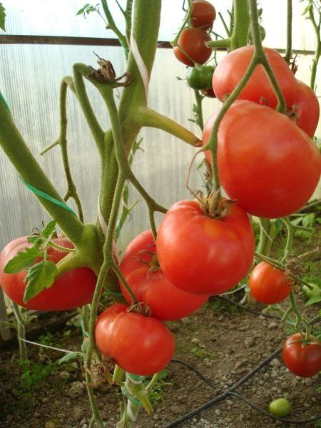 ����� ��� ����: ����������� ���� � ����� ������ � �������� ������������