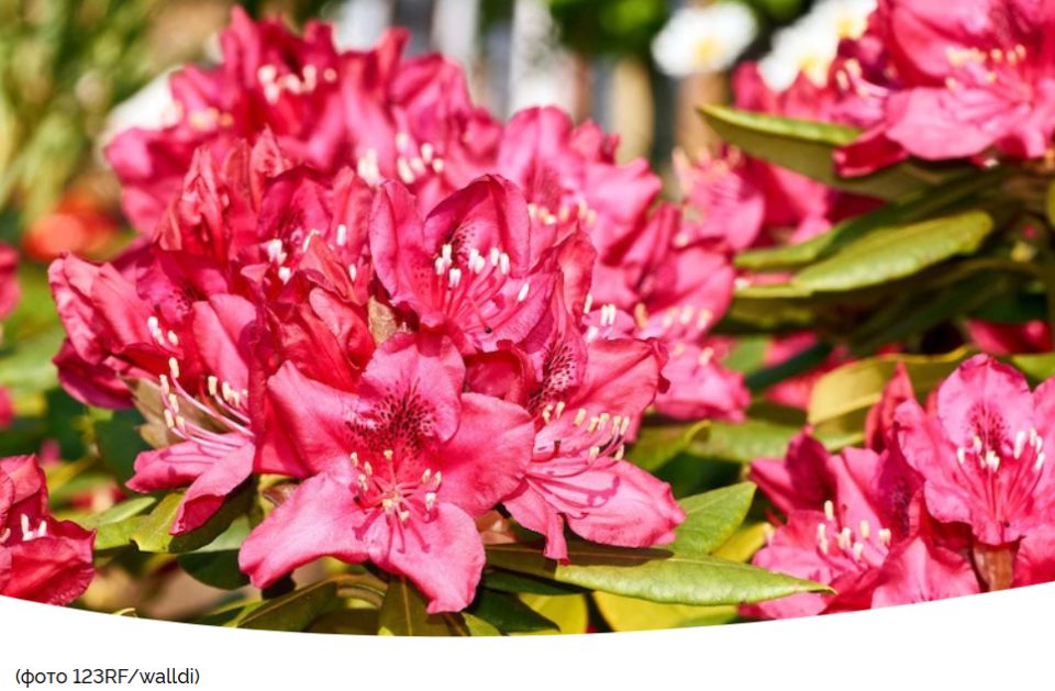 ������� ������������� �� ����: ���������� � �������