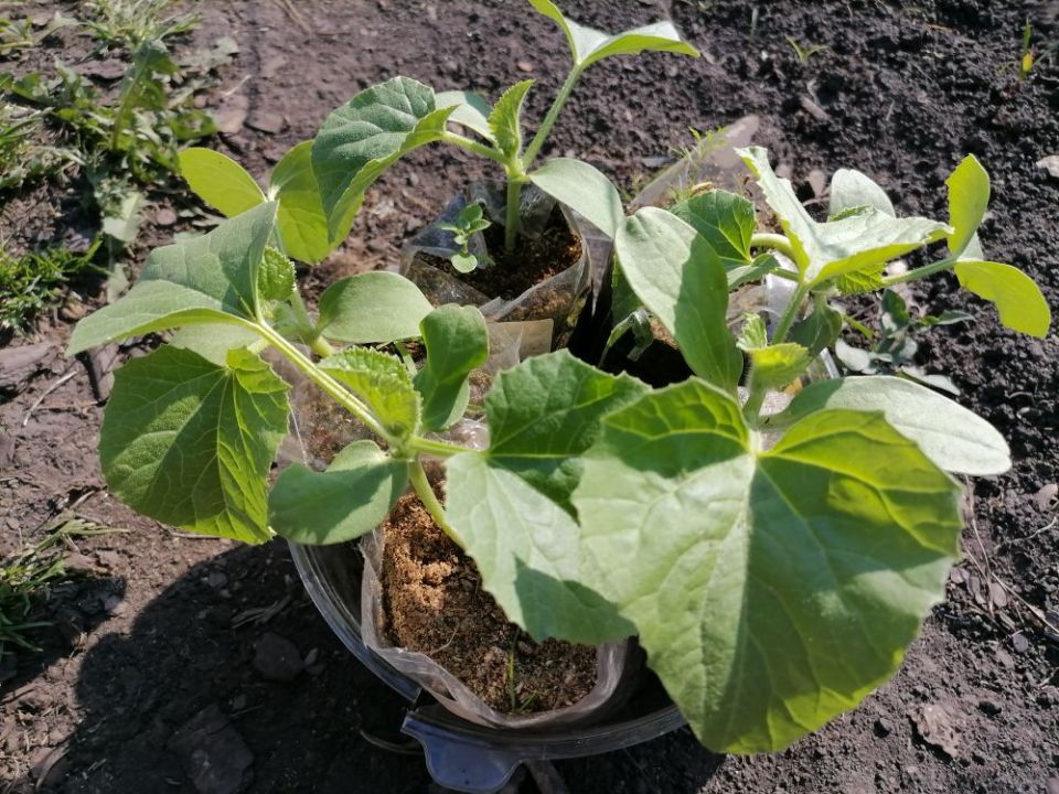 ������� ��������� ������ ������� � ����: �������� ������ ��� ���������