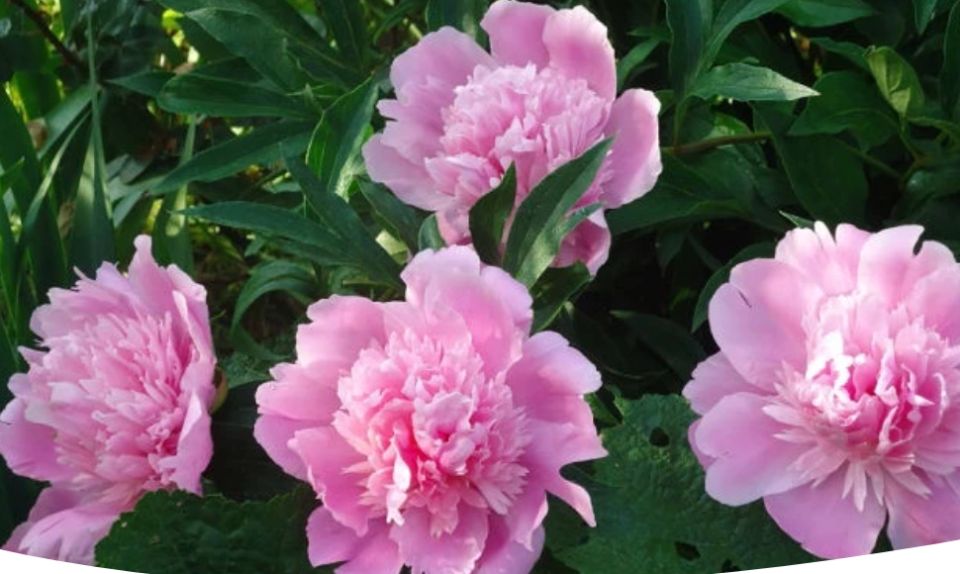 Как правильно подкармливать пионы весной для крепкого роста и пышного цветения