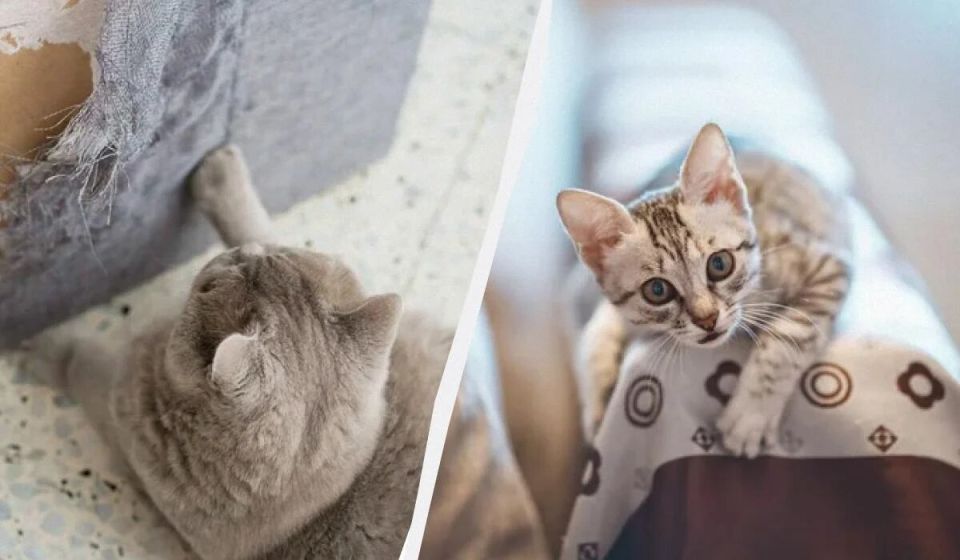 ��� ������� ���� ����� ���� � ������ � ��� ���� ��������� ����������� ����