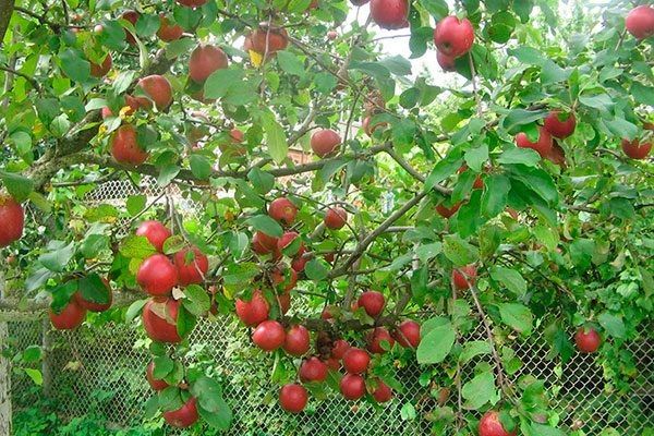 Коваленковское яблоня: особенности сорта и агротехника на примереорта