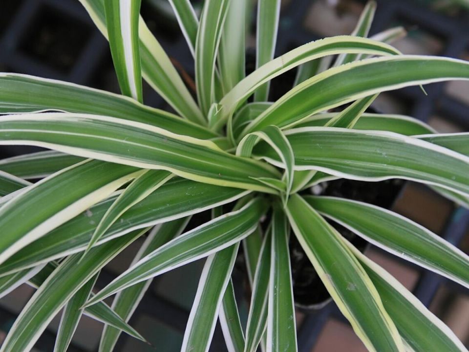 Комнатные растения рядом с котом: безопасные варианты для спокойного интерьера