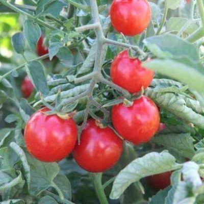 Томат Настя: спокойный взгляд на ранний урожай и практичность в открытом грунте